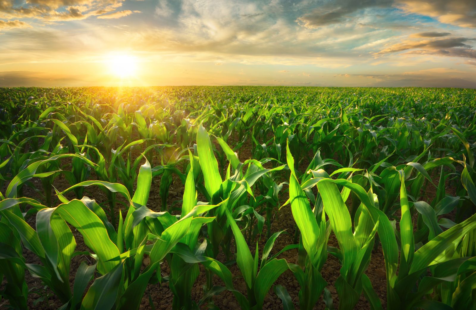 farmer in cornfield
